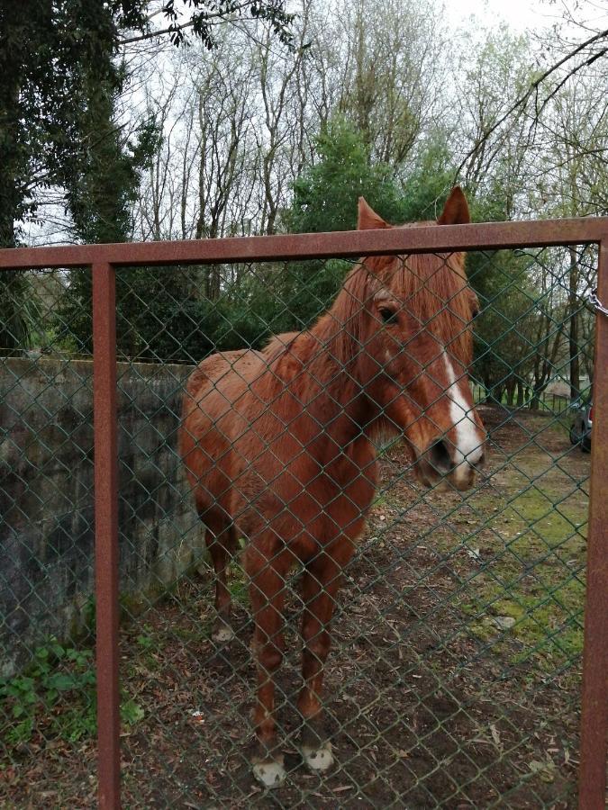 Casa Do Moinho Rural Campo E Praia , 9 Pessoas, Animais Benvindos Espinho  Zewnętrze zdjęcie